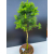Żywe Drzewko Bonsai Modrzew Europejski Larix Decidua Prezent 11-letni 600