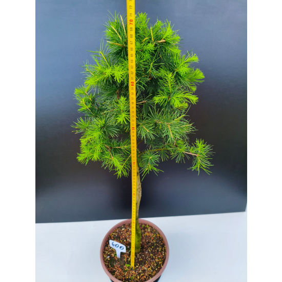 Żywe Drzewko Bonsai Modrzew Europejski Larix Decidua Prezent 11-letni 600