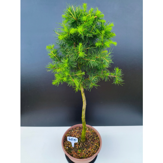 Żywe Drzewko Bonsai Modrzew Europejski Larix Decidua Prezent 11-letni 600