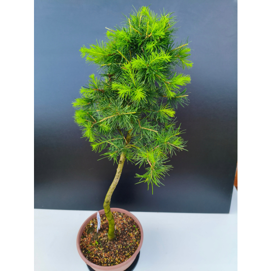Żywe Drzewko Bonsai Modrzew Europejski Larix Decidua Prezent 11-letni 600