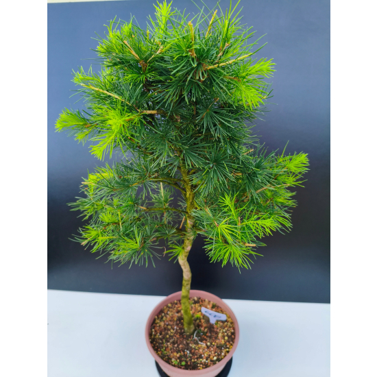 Żywe Drzewko Bonsai Modrzew Europejski Larix Decidua Prezent 11-letni 600