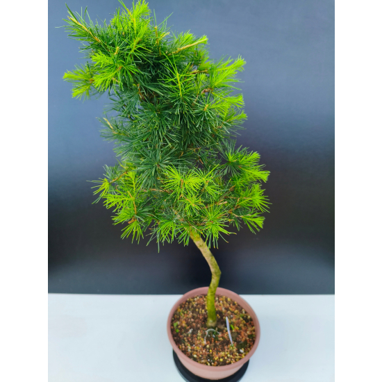 Żywe Drzewko Bonsai Modrzew Europejski Larix Decidua Prezent 11-letni 600