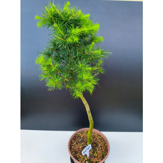 Żywe Drzewko Bonsai Modrzew Europejski Larix Decidua Prezent 11-letni 600