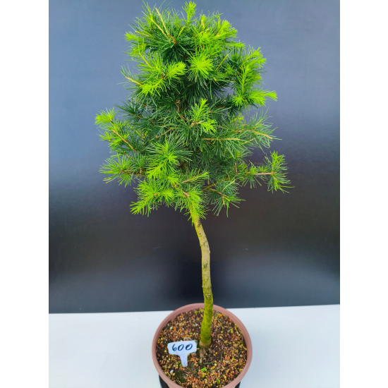 Żywe Drzewko Bonsai Modrzew Europejski Larix Decidua Prezent 11-letni 600