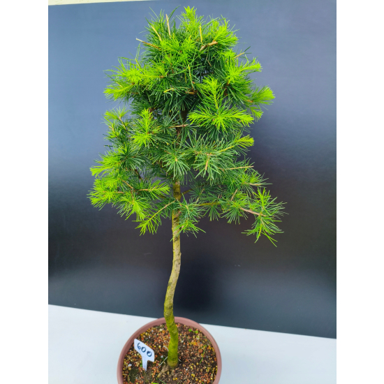 Żywe Drzewko Bonsai Modrzew Europejski Larix Decidua Prezent 11-letni 600