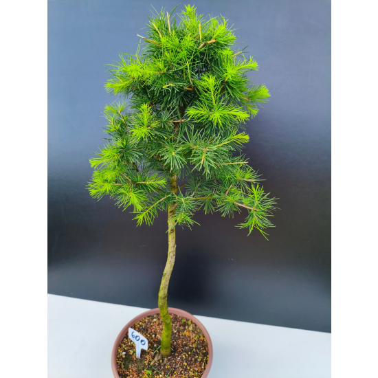 Żywe Drzewko Bonsai Modrzew Europejski Larix Decidua Prezent 11-letni 600