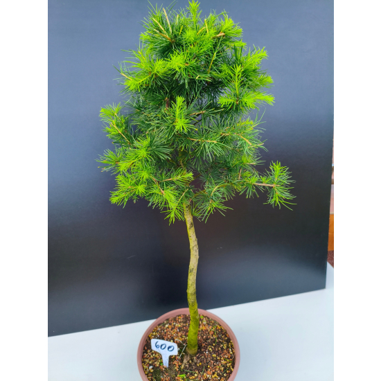 Żywe Drzewko Bonsai Modrzew Europejski Larix Decidua Prezent 11-letni 600
