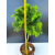 Żywe Drzewko Bonsai Modrzew Europejski Larix Decidua Prezent 11-letni 602