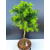 Żywe Drzewko Bonsai Modrzew Europejski Larix Decidua Prezent 11-letni 602
