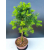 Żywe Drzewko Bonsai Modrzew Europejski Larix Decidua Prezent 11-letni 602