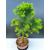 Żywe Drzewko Bonsai Modrzew Europejski Larix Decidua Prezent 11-letni 602