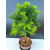 Żywe Drzewko Bonsai Modrzew Europejski Larix Decidua Prezent 11-letni 602