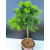 Żywe Drzewko Bonsai Modrzew Europejski Larix Decidua Prezent 11-letni 602