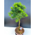Żywe Drzewko Bonsai Modrzew Europejski Larix Decidua Prezent 11-letni 602
