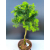 Żywe Drzewko Bonsai Modrzew Europejski Larix Decidua Prezent 11-letni 602