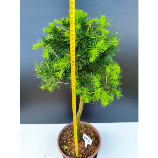 Żywe Drzewko Bonsai Modrzew Europejski Larix Decidua Prezent 11-letni 602