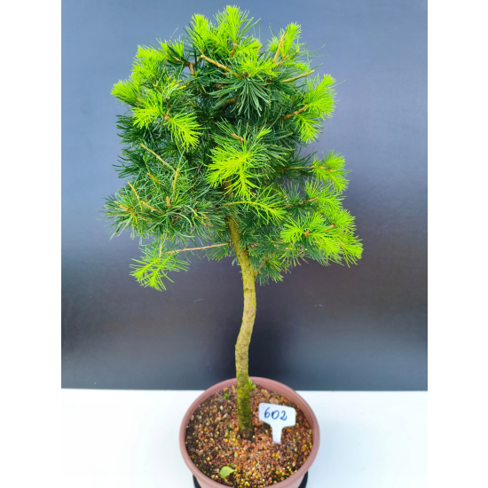 Żywe Drzewko Bonsai Modrzew Europejski Larix Decidua Prezent 11-letni 602