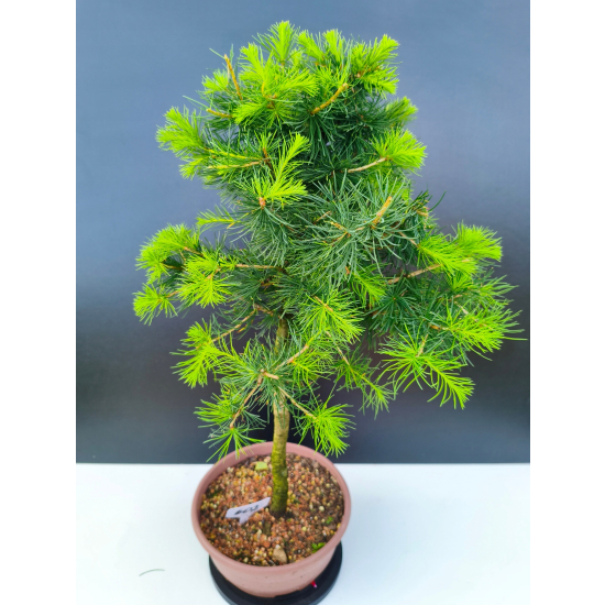 Żywe Drzewko Bonsai Modrzew Europejski Larix Decidua Prezent 11-letni 602