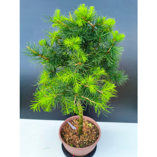 Żywe Drzewko Bonsai Modrzew Europejski Larix Decidua Prezent 11-letni 602