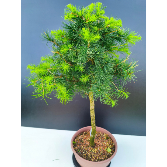 Żywe Drzewko Bonsai Modrzew Europejski Larix Decidua Prezent 11-letni 602
