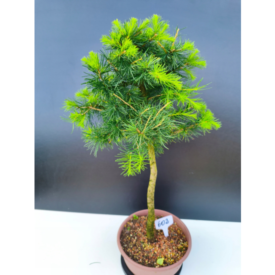 Żywe Drzewko Bonsai Modrzew Europejski Larix Decidua Prezent 11-letni 602