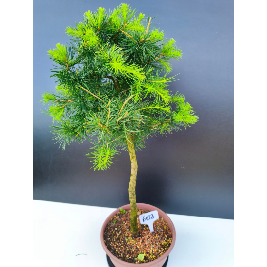 Żywe Drzewko Bonsai Modrzew Europejski Larix Decidua Prezent 11-letni 602