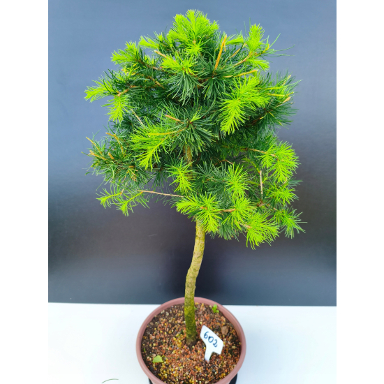 Żywe Drzewko Bonsai Modrzew Europejski Larix Decidua Prezent 11-letni 602