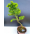 Żywe Drzewko Bonsai Modrzew Europejski Larix Decidua Prezent 11-letni 604