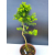 Żywe Drzewko Bonsai Modrzew Europejski Larix Decidua Prezent 11-letni 604