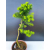 Żywe Drzewko Bonsai Modrzew Europejski Larix Decidua Prezent 11-letni 604