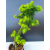 Żywe Drzewko Bonsai Modrzew Europejski Larix Decidua Prezent 11-letni 604