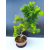 Żywe Drzewko Bonsai Modrzew Europejski Larix Decidua Prezent 11-letni 604