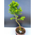Żywe Drzewko Bonsai Modrzew Europejski Larix Decidua Prezent 11-letni 604