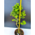 Żywe Drzewko Bonsai Modrzew Europejski Larix Decidua Prezent 11-letni 604
