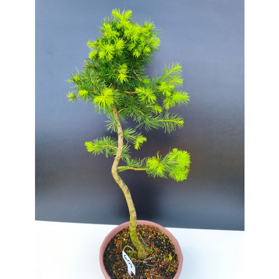 Żywe Drzewko Bonsai Modrzew Europejski Larix Decidua Prezent 11-letni 604