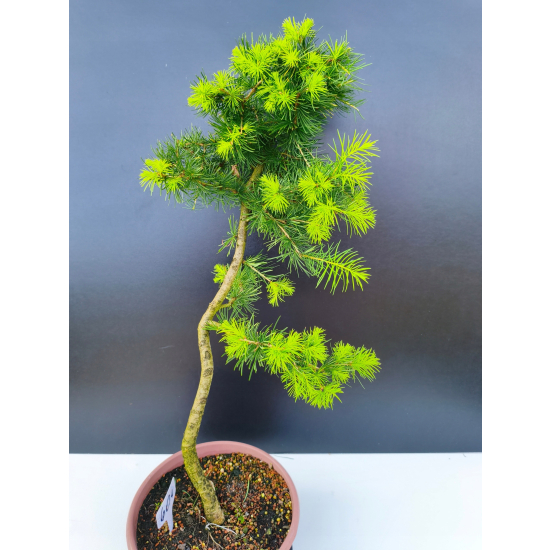 Żywe Drzewko Bonsai Modrzew Europejski Larix Decidua Prezent 11-letni 604