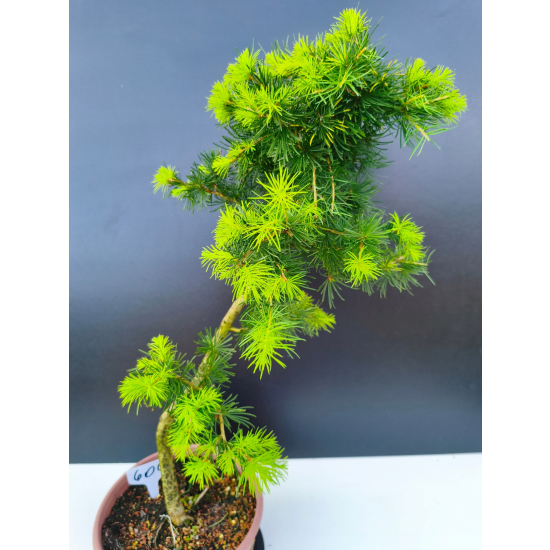 Żywe Drzewko Bonsai Modrzew Europejski Larix Decidua Prezent 11-letni 604