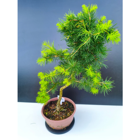 Żywe Drzewko Bonsai Modrzew Europejski Larix Decidua Prezent 11-letni 604