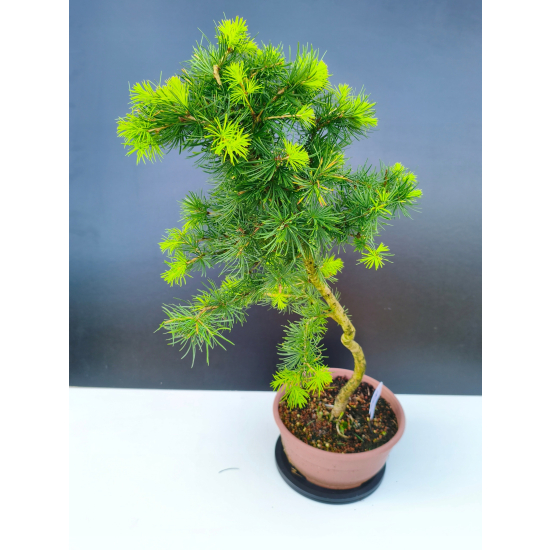 Żywe Drzewko Bonsai Modrzew Europejski Larix Decidua Prezent 11-letni 604