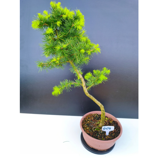 Żywe Drzewko Bonsai Modrzew Europejski Larix Decidua Prezent 11-letni 604