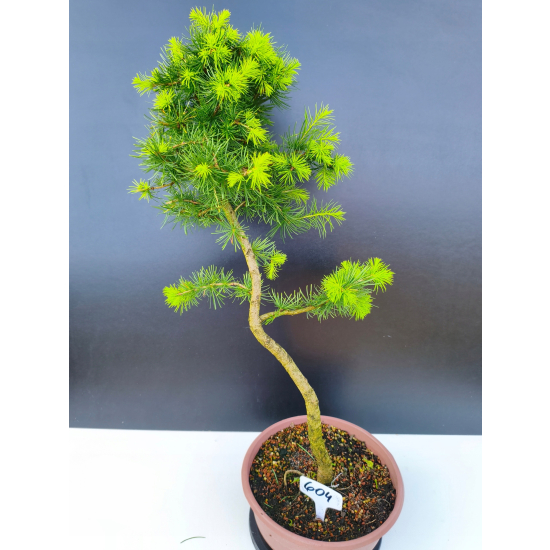 Żywe Drzewko Bonsai Modrzew Europejski Larix Decidua Prezent 11-letni 604