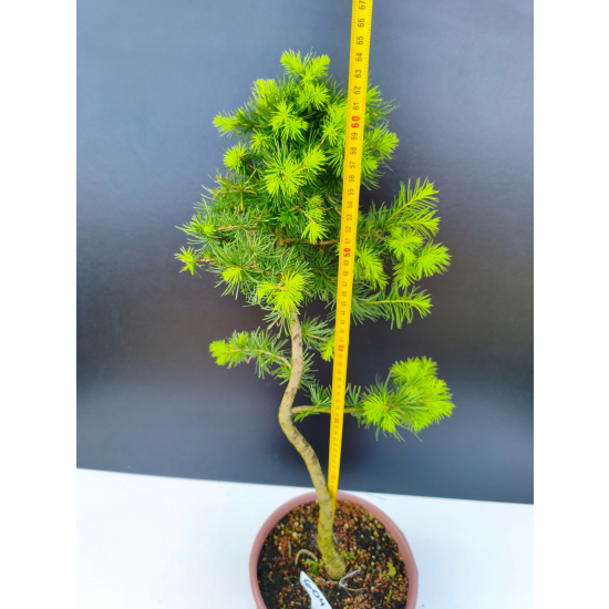 Żywe Drzewko Bonsai Modrzew Europejski Larix Decidua Prezent 11-letni 604