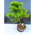 Żywe Drzewko Bonsai Modrzew Europejski Larix Decidua Prezent 11-letni 603
