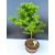 Żywe Drzewko Bonsai Modrzew Europejski Larix Decidua Prezent 11-letni 603