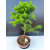 Żywe Drzewko Bonsai Modrzew Europejski Larix Decidua Prezent 11-letni 603