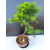 Żywe Drzewko Bonsai Modrzew Europejski Larix Decidua Prezent 11-letni 603