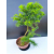 Żywe Drzewko Bonsai Modrzew Europejski Larix Decidua Prezent 11-letni 603