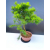 Żywe Drzewko Bonsai Modrzew Europejski Larix Decidua Prezent 11-letni 603