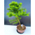 Żywe Drzewko Bonsai Modrzew Europejski Larix Decidua Prezent 11-letni 603