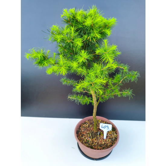 Żywe Drzewko Bonsai Modrzew Europejski Larix Decidua Prezent 11-letni 603
